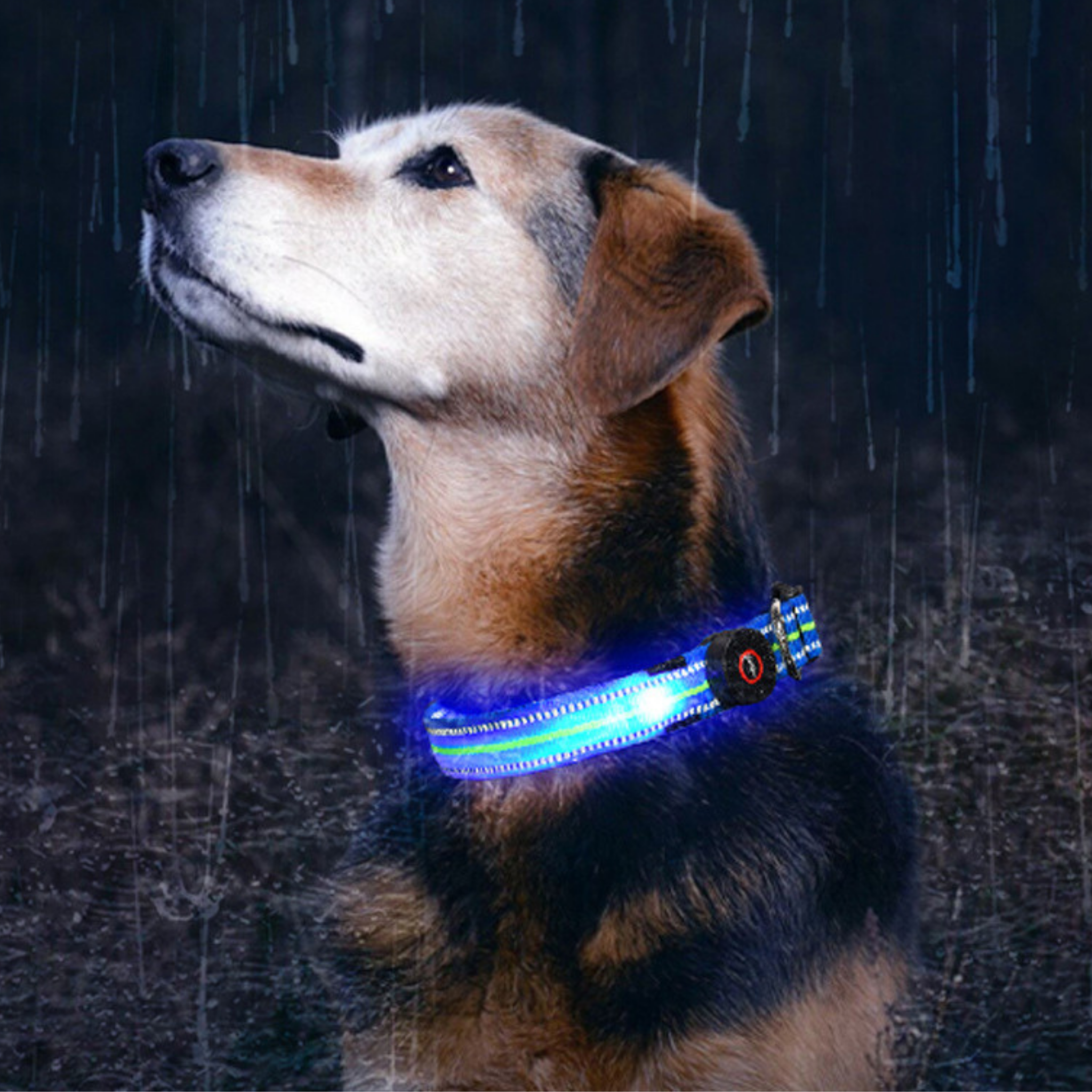 Glowing Dog Collar - Wet Nose Buddy