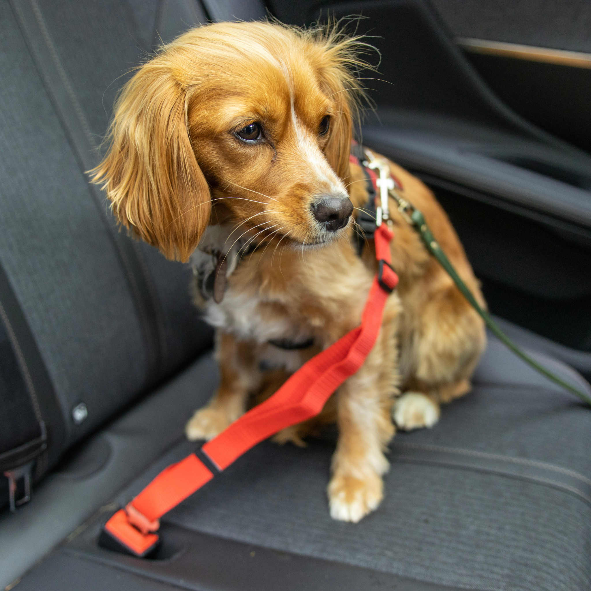 Dog Car Seat Belt - Wet Nose Buddy