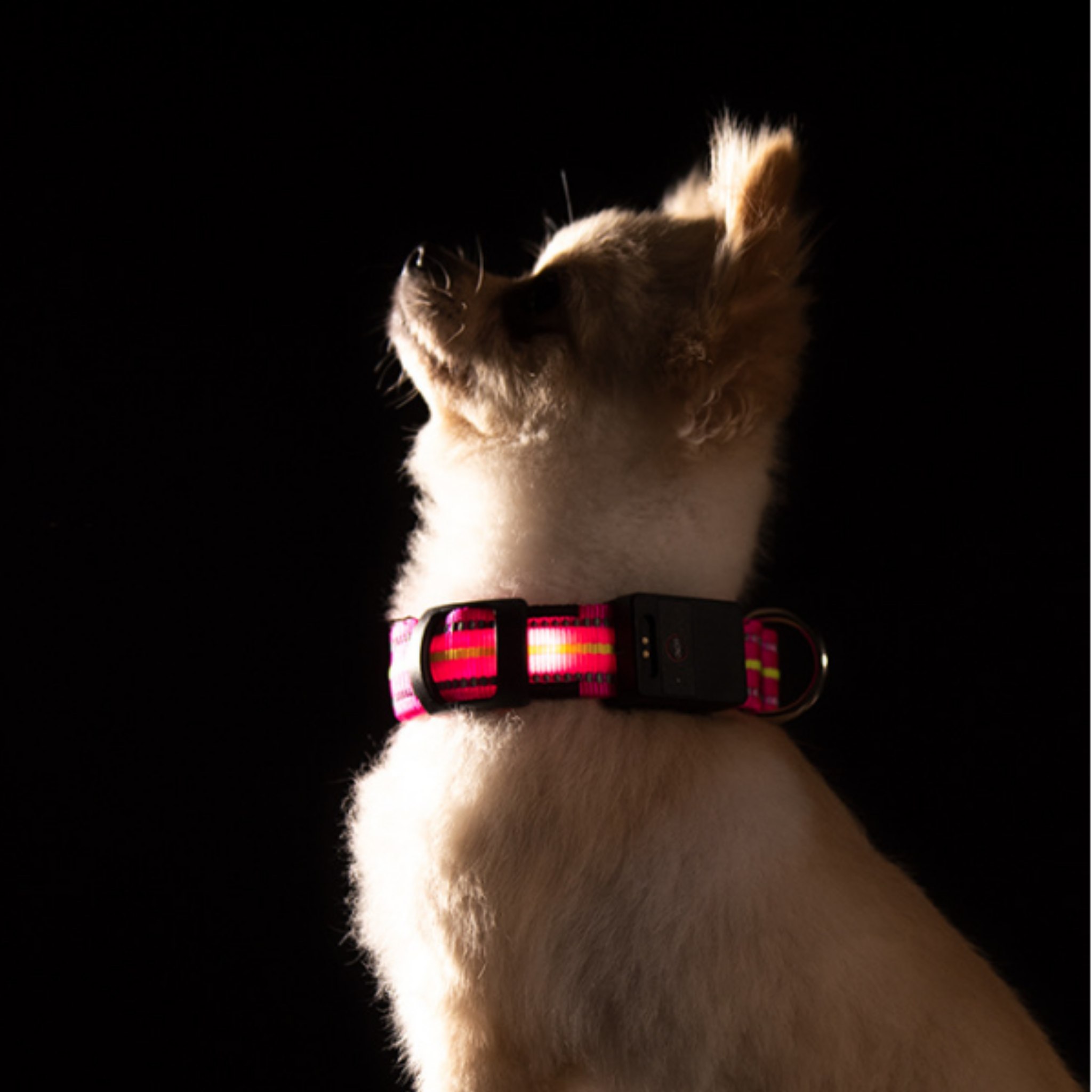 Glowing Dog Collar - Wet Nose Buddy