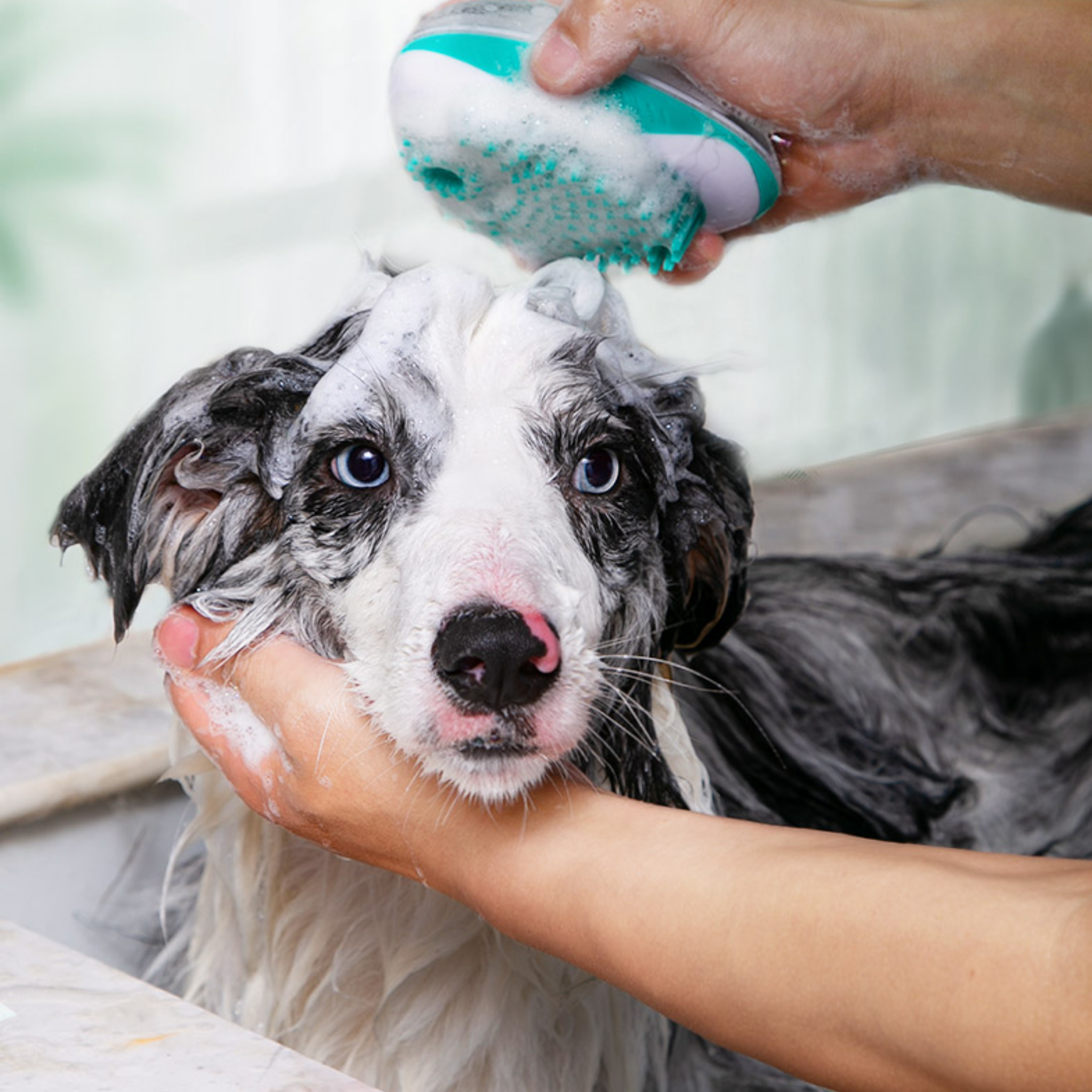 Pet Massage Shower Brush - Wet Nose Buddy